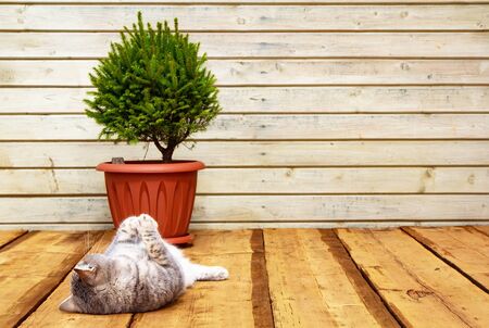 Scandinavian comfort. Wooden porch, Spruce in a pot. The cat lies on the floor. Hyugge conceptの写真素材