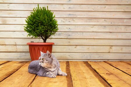 Scandinavian comfort. Wooden porch, Spruce in a pot. The cat lies on the floor. Hyugge conceptの写真素材