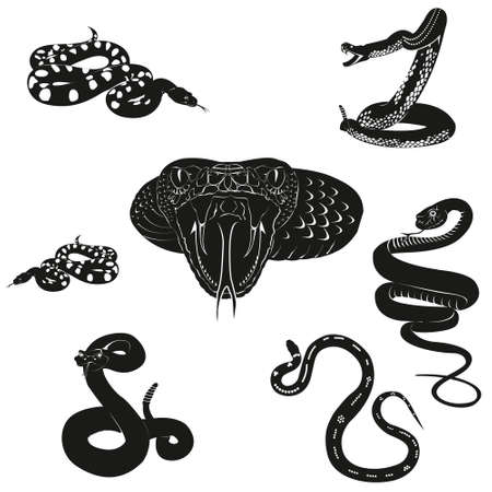 Collection of snakes isolated on White background.のイラスト素材