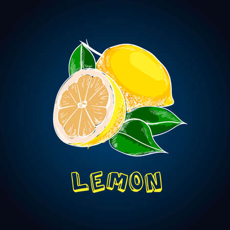 Lemon vector drawing. Summer fruit artistic illustration. Isolated hand drawn whole lemon and slice.のイラスト素材