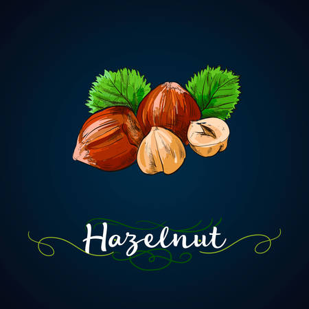 hazelnut hand illustration, vector image, retro style. Organic food. Vector illustration on blue background.のイラスト素材