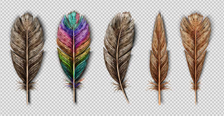 Realistic set with small and big multicolored bird feathers isolated on transparent background vector illustrationのイラスト素材