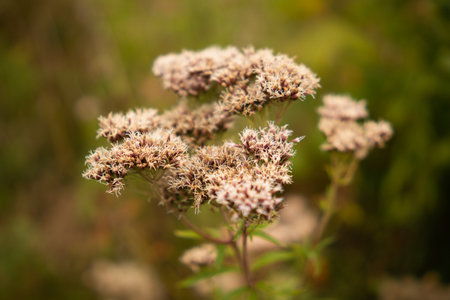 Wild dried flowers in the meadowの写真素材