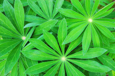 Plantの写真素材