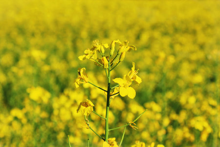 Yellow field of canola