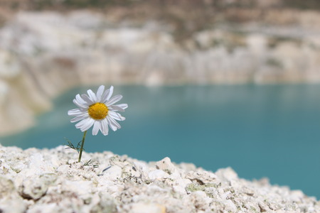 Lonely chamomile on a hillside on lake backgroundの写真素材
