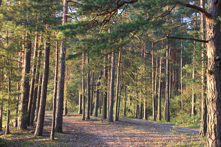 Pine forest in the eveningの写真素材