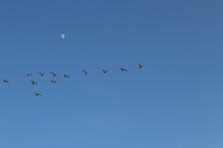 Geese flying against the sky and the moon