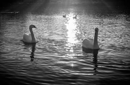 Swans swimming and sun reflections in water.の写真素材