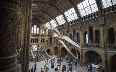 London, UK - July 25, 2017: People visiting the new Hintze hall in the Natural History Museum featuring a blue whale skeletonのeditorial素材