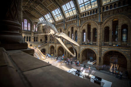 London, UK - July 25, 2017: People visiting the new Hintze hall in the Natural History Museum featuring a blue whale skeletonのeditorial素材