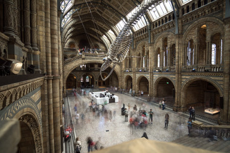 London, UK - July 25, 2017: People visiting the new Hintze hall in the Natural History Museum featuring a blue whale skeletonのeditorial素材