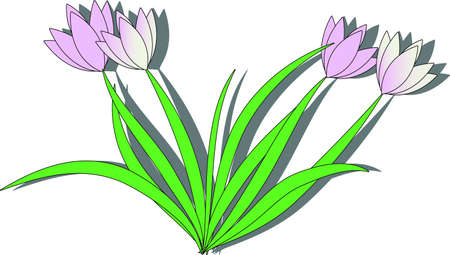 Spring snowdropsのイラスト素材
