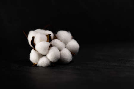 Three white cotton flowers isolated on a black backgroundの写真素材