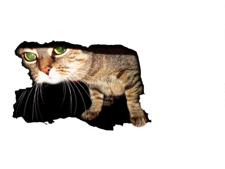 cat in white holeの写真素材