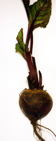 Beet on white.