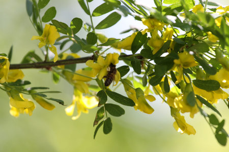 A bee pollinates a yellow flower of a blooming acacia tree