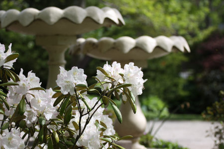 White rhododendron flowers blooming in the garden.