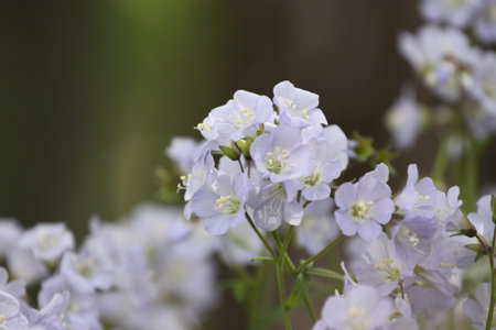 Phlox paniculata is a species of flowering plant.