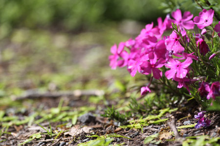 Beautiful pink phlox flowers growing in garden, closeup. Space for text