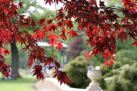 Maple leaves in autumn season. Beautiful red maple leaves in autumn.