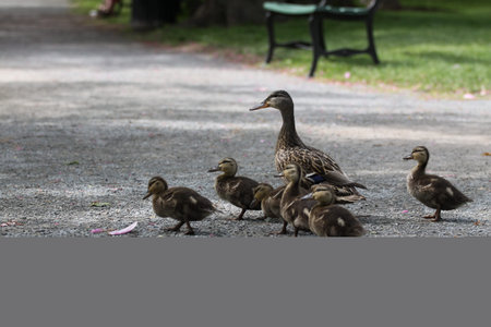 Duck and ducklings are walking on the road in the park.