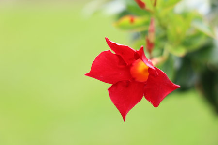 Beautiful red flower in garden, closeup. Space for textの写真素材