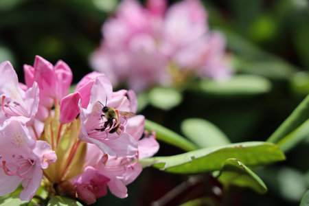 Closeup of a bee on a pink rhododendron flowerの写真素材