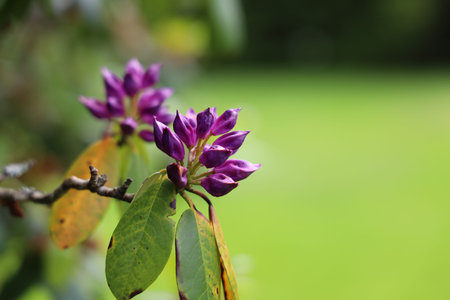 Purple flowers on a branch of a tree in the park.の写真素材