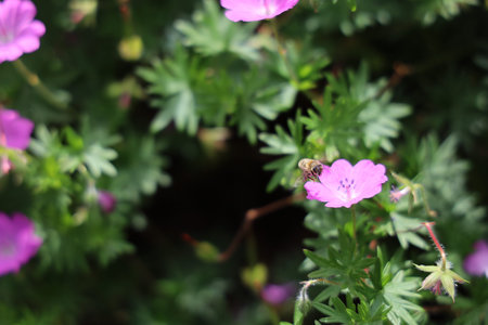 Honey bee collecting pollen from a pink geranium flower in the garden