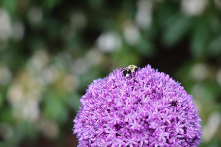 Close up of a bee on a purple Allium giganteum flowerの写真素材
