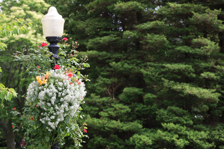 Beautiful flowers on street lamp in park, space for text. Floral decorの写真素材