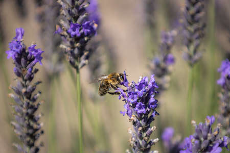 Closeup of a bee on a lavender flowerの写真素材