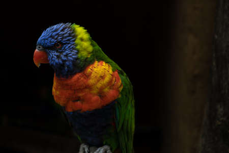 Closeup at colorful very beautiful parrot perching on a logの写真素材