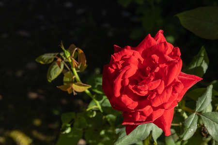 Close-up of beautiful red rose in the gardenの写真素材