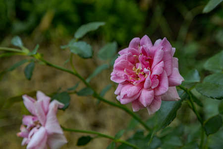 Close-up of beautiful pink color rose in the gardenの写真素材