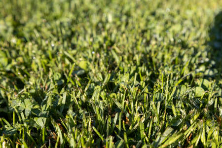 Green grass on a meadow early morning backgroundの写真素材