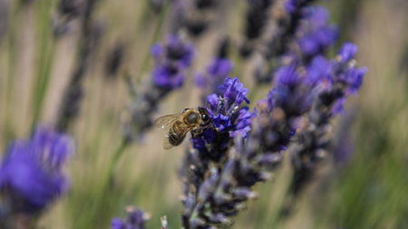 Closeup of a bee on a lavender flowerの写真素材