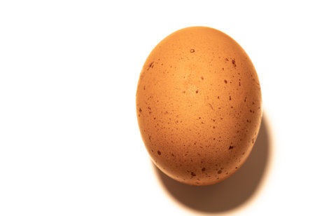 Organic brown chicken egg on white backgroundの写真素材