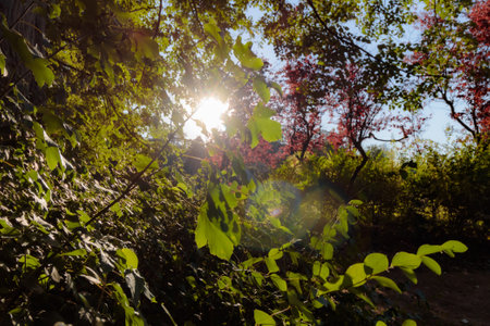 the beautiful scenery of the autumn forestの写真素材