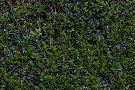 Green shrub hedge, fresh green leaves close-up for texture backgroundの写真素材