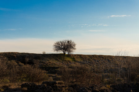 The lonely tree in field. Atmospheric photoの写真素材