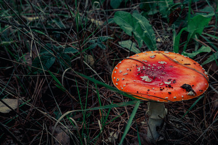 Close-up of beautiful red fly mushroom in the grass
