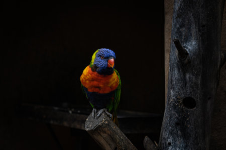 Closeup at colorful very beautiful parrot perching on a logの写真素材