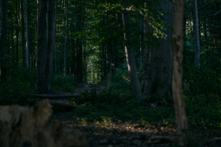 Autumn walk at Sonian Forest, Belgiumの写真素材