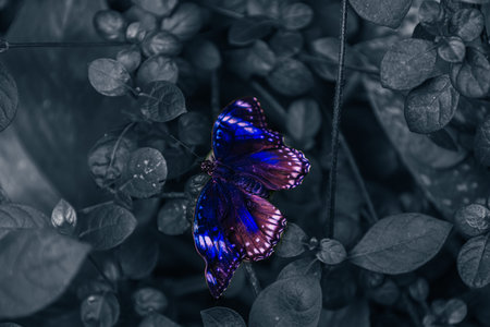 Closeup beautiful butterfly in a summer garden