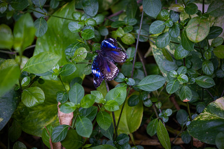 Closeup beautiful butterfly in a summer gardenの写真素材