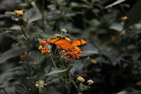 Closeup beautiful butterfly in a summer gardenの写真素材