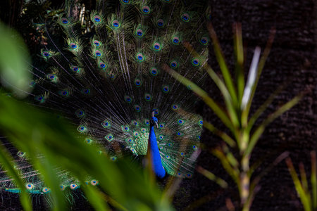 Dark photo of Peacock in the forest with a loose tailの写真素材
