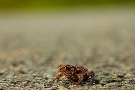 Close-up at Cute Little Frog Sitting on Groundの写真素材